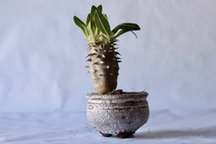 PLANTA: Pachypodium densiflorum - loja online