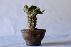 PLANTA: Pachypodium densiflorum - CATARINA AMORA