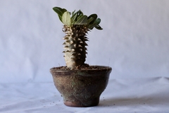 PLANTA: Pachypodium densiflorum - comprar online