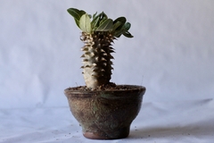 PLANTA: Pachypodium densiflorum