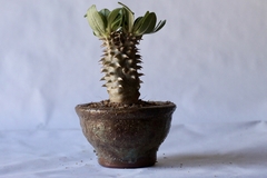 PLANTA: Pachypodium densiflorum - loja online