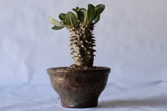 PLANTA: Pachypodium densiflorum na internet