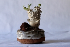 Image of PLANTA: Pachypodium densiflorum