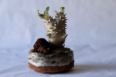 PLANTA: Pachypodium densiflorum - online store