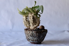 PLANTA: Pachypodium densiflorum - CATARINA AMORA