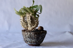 PLANTA: Pachypodium densiflorum on internet