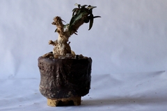 PLANTA: Euphorbia francoisii on internet