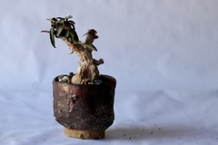 PLANTA: Euphorbia francoisii - buy online