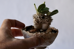 PLANTA: Pachypodium densicaule - comprar online