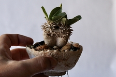 PLANTA: Pachypodium densicaule