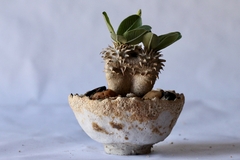 Image of POT: CAT219