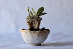 Imagem do PLANTA: Pachypodium densicaule