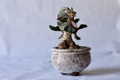 PLANTA: Euphorbia francoisii - CATARINA AMORA
