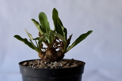 PLANTA: Euphorbia itremensis