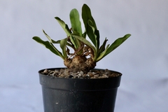 PLANTA: Euphorbia itremensis na internet