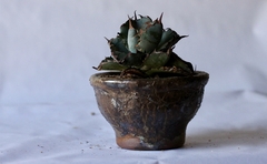 PLANTA: Agave titanota “black and blue” - comprar online