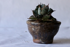 PLANTA: Agave titanota “black and blue” - CATARINA AMORA