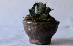 PLANTA: Agave titanota “black and blue” na internet