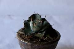 Imagem do PLANTA: Agave titanota “black and blue”