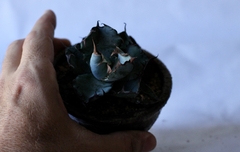 PLANTA: Agave titanota “black and blue” - comprar online