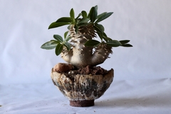 PLANTA: Pachypodium densicaule