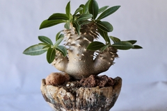 PLANTA: Pachypodium densicaule - loja online