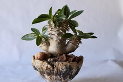 PLANTA: Pachypodium densicaule na internet