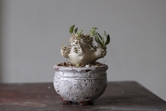 PLANTA: Pachypodium densicaule - CATARINA AMORA