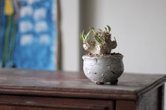 Imagem do PLANTA: Pachypodium densicaule