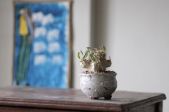 PLANTA: Pachypodium densicaule - loja online