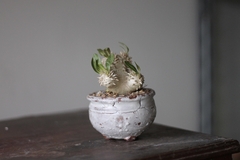 PLANTA: Pachypodium densicaule - CATARINA AMORA