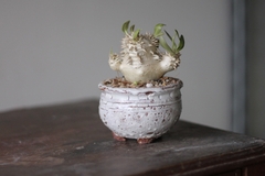 PLANTA: Pachypodium densicaule - comprar online