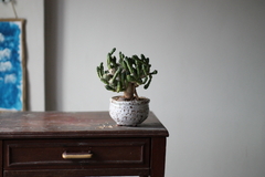 Image of Euphorbia globosa