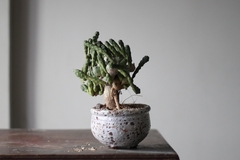 Euphorbia globosa - CATARINA AMORA