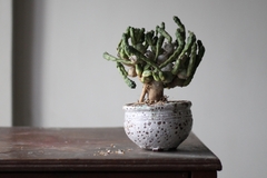 Euphorbia globosa