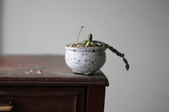 PLANTA: Euphorbia globosa - comprar online