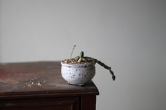 PLANTA: Euphorbia globosa na internet