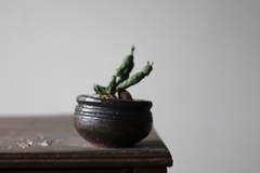 PLANTA: Euphorbia globosa - loja online