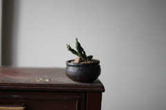 PLANTA: Euphorbia globosa - comprar online