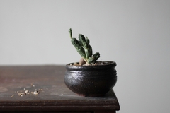 PLANTA: Euphorbia globosa - CATARINA AMORA
