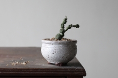 PLANTA: Euphorbia globosa