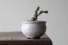 PLANTA: Euphorbia globosa - CATARINA AMORA