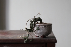 PLANTA: Euphorbia globosa - CATARINA AMORA