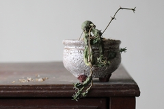 PLANTA: Euphorbia globosa - CATARINA AMORA