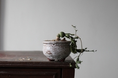 PLANTA: Euphorbia globosa