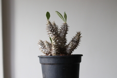 PLANTA: Pachypodium homborense