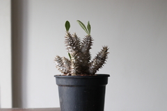 PLANTA: Pachypodium homborense - comprar online