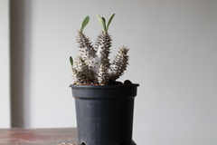 PLANTA: Pachypodium homborense - CATARINA AMORA