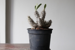 Imagem do PLANTA: Pachypodium homborense
