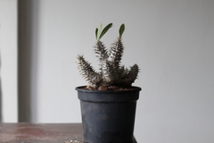 Imagem do PLANTA: Pachypodium homborense